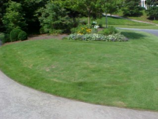Zoysiagrass Lawn 1